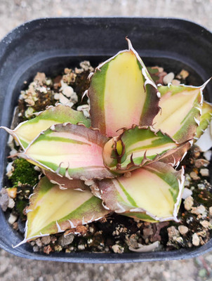 Agave potatorum var. verschaffeltii 'Shoji Raijin Medio-picta Aurea'  WYSIWYG