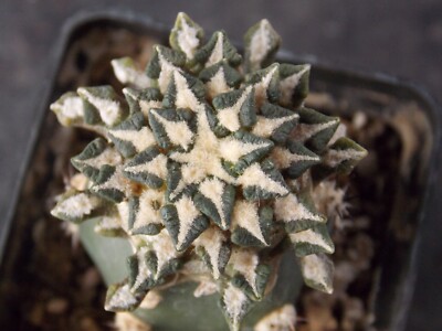 18-1490. Cactus Kotschoubeyanus VM285, Entronque Huizache, SLP, Mex. (Grafted)