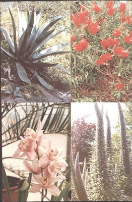 Ventnor Botanischer Garten Agave Orchideen Echium Callistemon Postkarte D H Turner