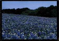 1996 Texas Bluebonnet Field Postcard by Texas Dept. of Commerce