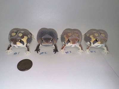 Flocked Desert Rain Frog Gachapon Figures