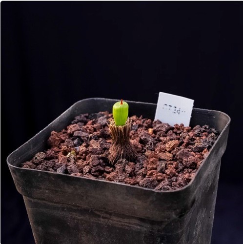 Cactus Succulent Plant Micranthus tubulosus beautiful Garden Plant 0.5-1cm - Picture 10 of 12