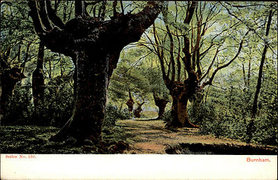 Burnham England Buckinghamshire AK ~1900 Forest Landschaft Landscape Trees Baum