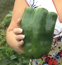 100 Heirloom Emerald Giant Pepper Seeds - Giant Sweet Green Bell Pepper -No Heat