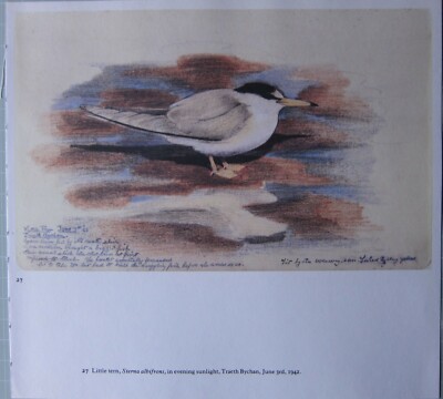 BEAUTIFUL TUNNICLIFFE BIRD PRINT ~ LITTLE TERN 