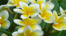 10 semi mix di PLUMERIA PALERMITANA – PIANTA DI FRANGIPANI + OMAGGIO
