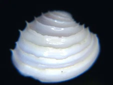 PLACAMEN TIARA- CURRENTLY THE ONLY ONES ON EBAY! IMPRESSIVE @ 18.76MM FROM 1992!