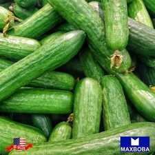 Fresh!!Cucumber Seeds - Muncher Non-GMO  Heirloom  Vegetable Garden