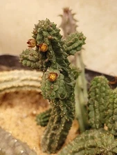 Echidnopsis Cereiformis Nova Mccoy