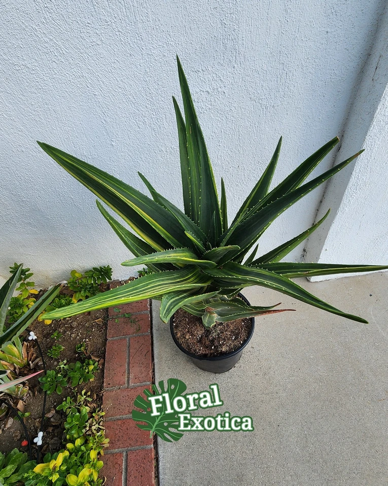 Variegated Aloe Hercule - Large Specimen - US Seller - Image 2 of 4