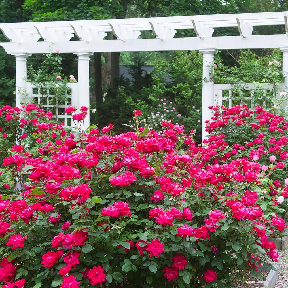 Knock Out Rose Bush Double 1Gal Red Bloom Flowers Shrub Plant Disease