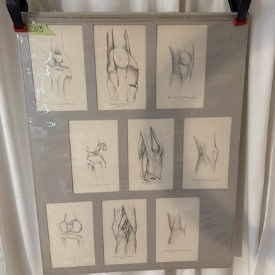 Vintage 1970s Academic Knee Anatomy Anatomical Drawing Study 28x22