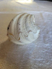 Whole Giant Clam Shell 2 Piece Matched Pair 6" long x 4" Seashell