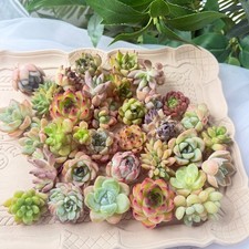 Live succulents 12/24 pcs Mix assorted succulents, bare root soilless