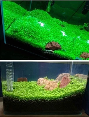 200+ Pcs Aquarium Carpet Plant Seeds Aquatic Grass for Fish Tank Decoration