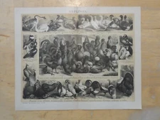 Orig.(1908) Chromolithography Poultry Goose Ducks Chickens Pheasant (B16)