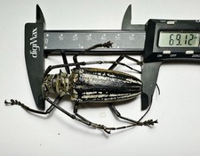 Batocera for collectors | rare Batocera longhorns