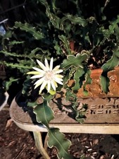 Curley Sue Night Blooming Orchid Cactus Epiphyllum Guatemalense Monstrose 