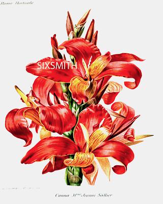 CANNAS Vintage Fine Art Giclee High Res 8x10 Botanical Print