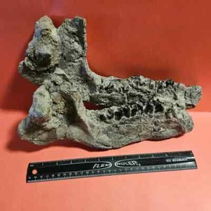 Early mammal fossil jaw skull 55 Million Years Old northwest Wyoming Coryphodon