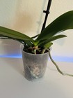 Phalaenopsis Orchid NOID Taiwanese Species Rare Colored Plant — photo 7