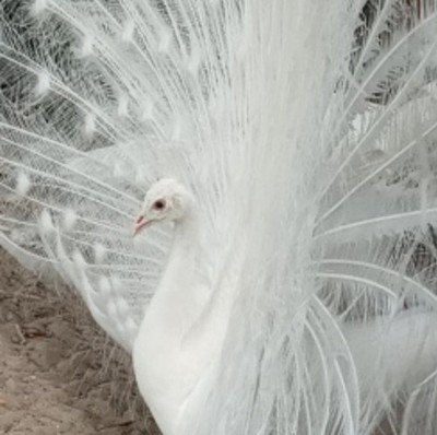 6+ WHITE PEACOCK PEAFOWL EGGS for HATCHING, Read full description