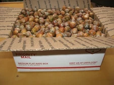 EDIBLE-9+ POUNDS-MEDIUM BOX of  NATURAL RAW RED OAK ACORNS, MAKE FLOUR OR EAT.