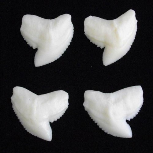 1x replica resin Faux Tiger Shark Tooth giant 36mm teeth ft1 - 第 1/1 張圖片