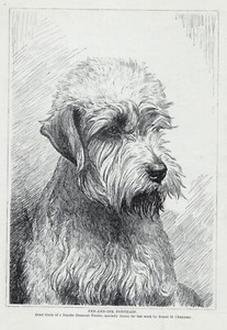 Dandie Dinmont Terrier "Study" - 1934 Vintage Dog "Photo" Print - CUSTOM MATTED