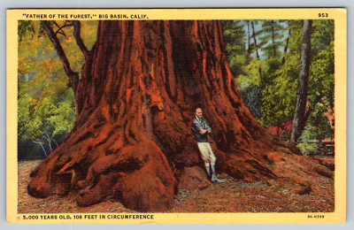 Feet Old Father Forest Circumference Years Redwood Tree c1940s Vintage Postcard