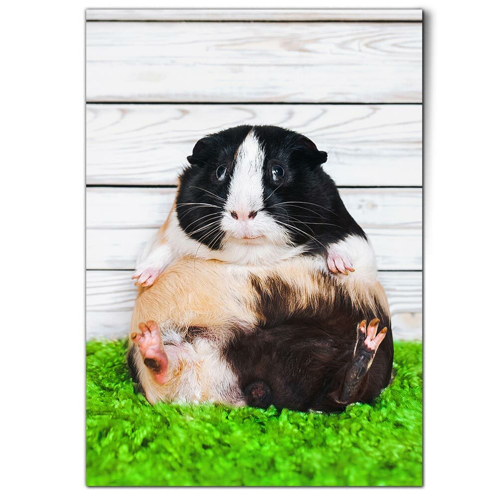 Stock Images Guinea Pig And Rat Guinea Pig High-Res Stock Photo
