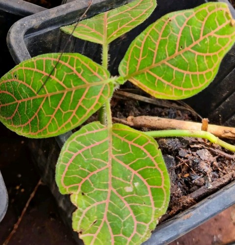 Fittonia Gigantea red Leaf Nerve terrarium x 2