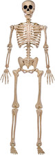 5 FT Halloween Skeleton Life Size, Stayable Posable Skeleton Decor, Full Body Mo