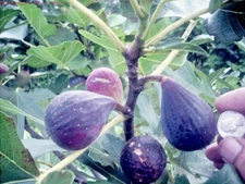 Fig tree cuttings, Nero 600 M ,delicious,cold hardy ,super productive,7 pieces !