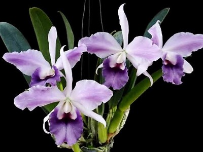 Cattleya Mishima Elf 'Blue' Blooming Size, Orchid Plant, RARE