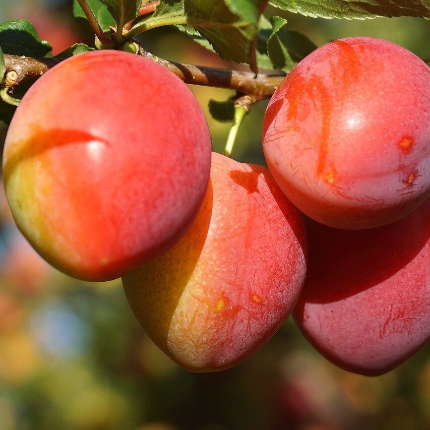 Mirabelle Miroma® Mirabellenbaum gelb-orange Früchte sehr aromatisch süß