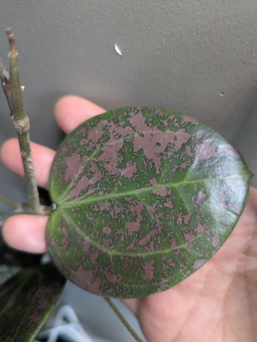 Rare Hoya NEON PINK (DMW001-N)Verticillata (fka.WibergiaeXUnknown