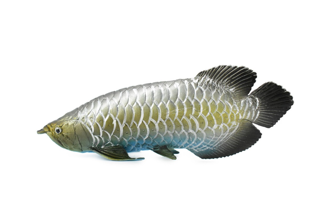 キ*ン様 Arowana Magical Light Series Arowana Magical Light Series（Offer Magic viewing light. For