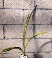 Sansevieria Trifasciata 'Gold Dust' Variegated 24H Plant Houseplant