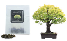 30 Japanese Elm Bonsai Seeds | Grow Your Bonsai Tree