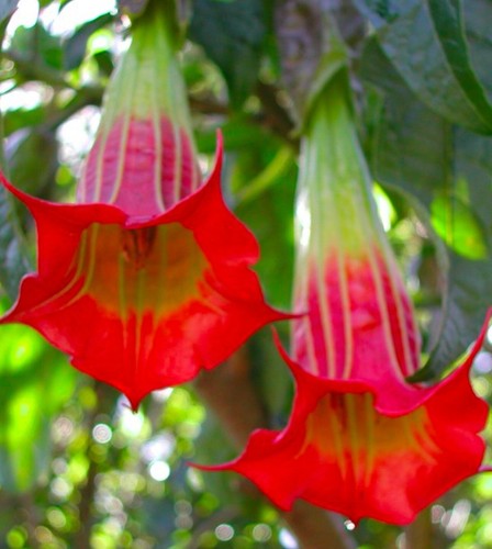 brugmansia sanguinea | 9cm potted plant | patio plant x 2 plants - Picture 2 of 4