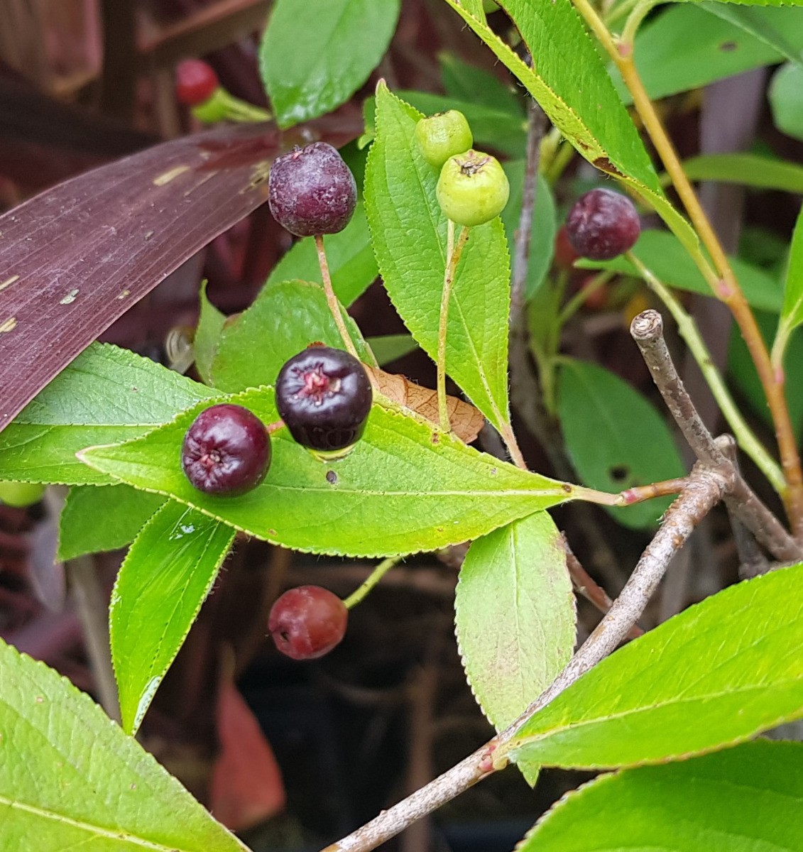 Aronie du Canada compact Hugin arbuste à baies comestibles pour haie fruitière