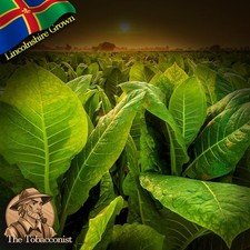 UK Grown Amber Leaf tobacco highly fertile seeds approx 250 - Organic