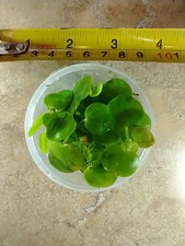 Amazon Frogbit Floating Pond/Aquarium Plants 1/4 cups portion