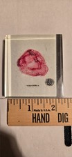 VINTAGE TURTOX SPECIMEN "AEQUOREA" JELLYFISH
