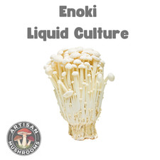 Enoki Mushroom Liquid Culture - Ready to Grow Spores!