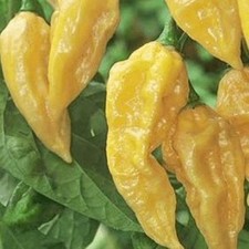 25 seeds Fatalii Yellow hot pepper easy grow planting garden spicy hot food
