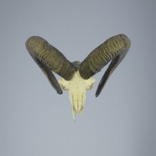 765MU Trofeo di caccia di muflone, corna 72-71cm C.23cm IT