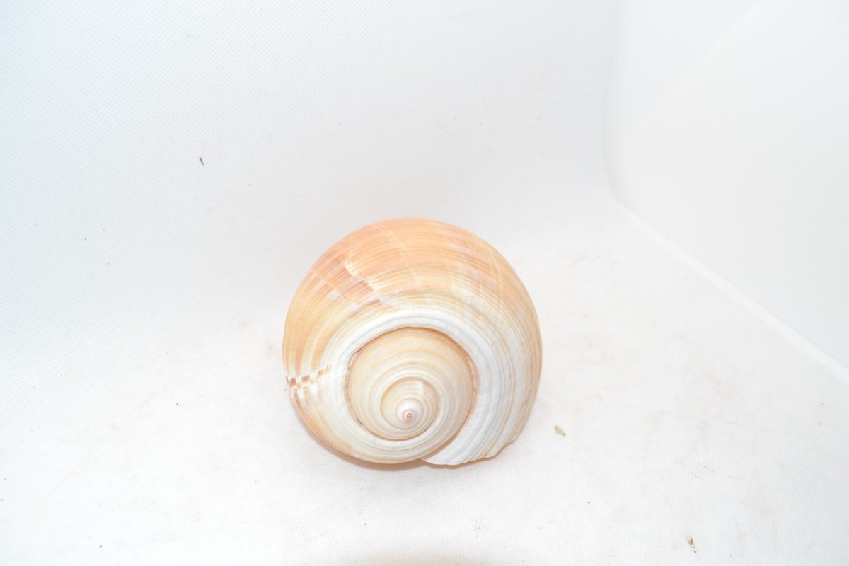 seachel⭐︎ Shell Seashell Lovely Natural Spiral | eBay