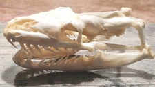 TAXIDERMY: PYTHONIDAE REAL PYTHON SKULL USA Shipping 